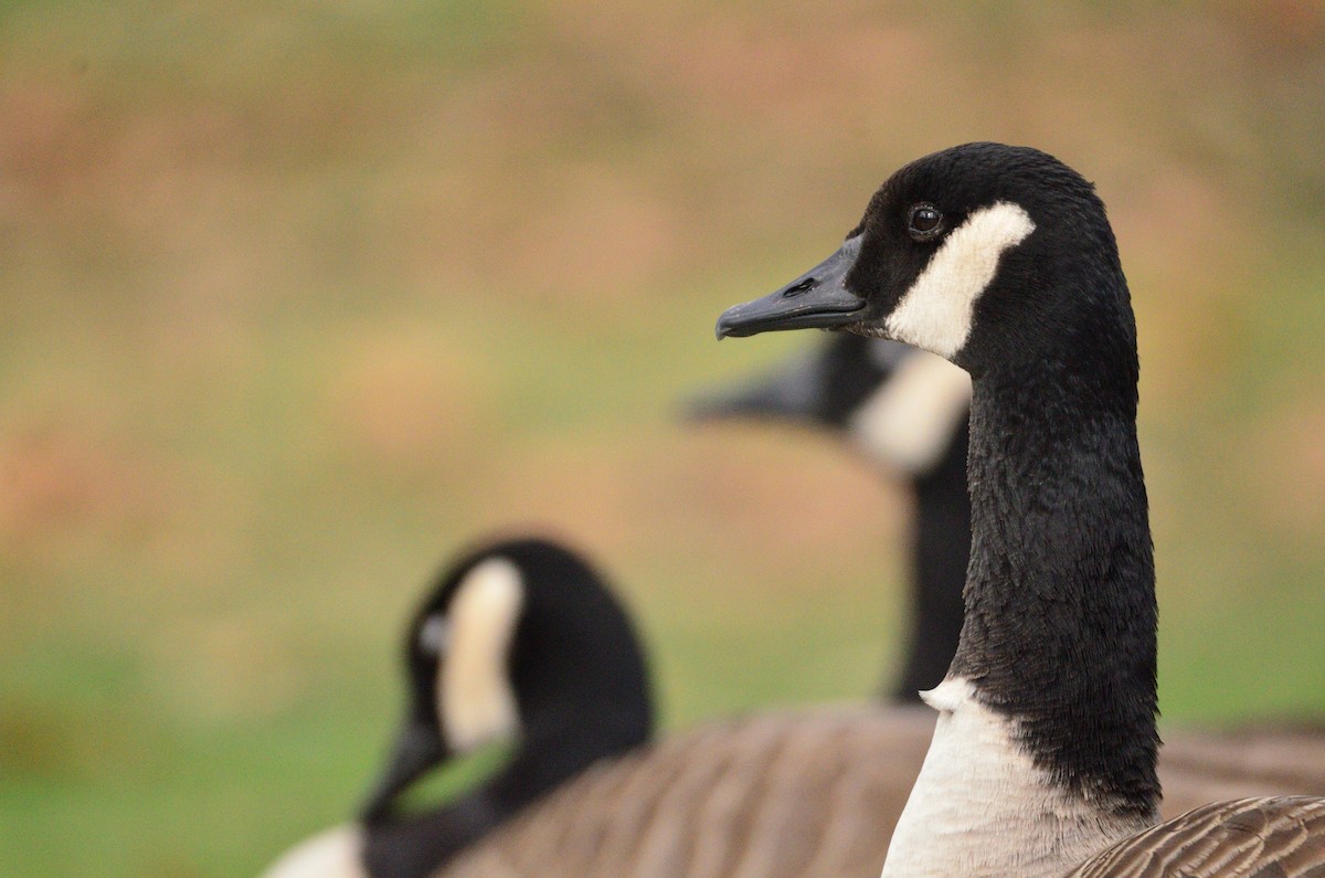 Казарка канадська - ML645377469