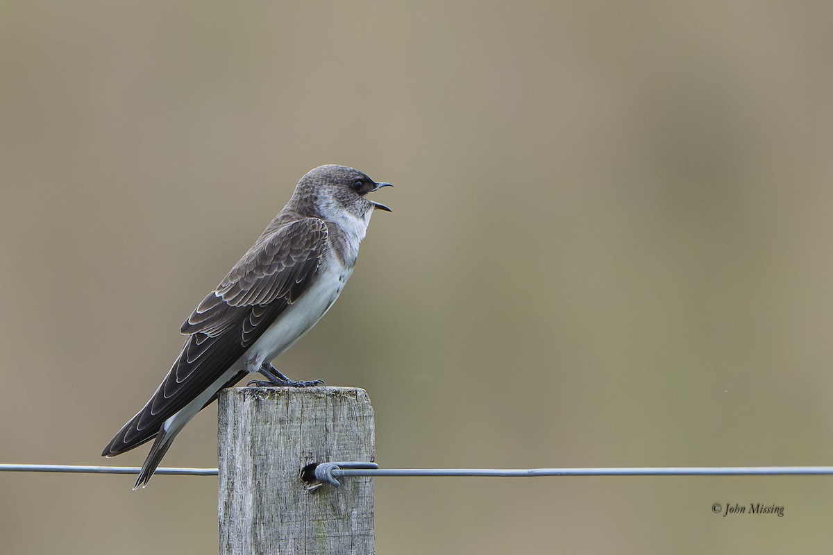 Brown-chested Martin - ML645377471