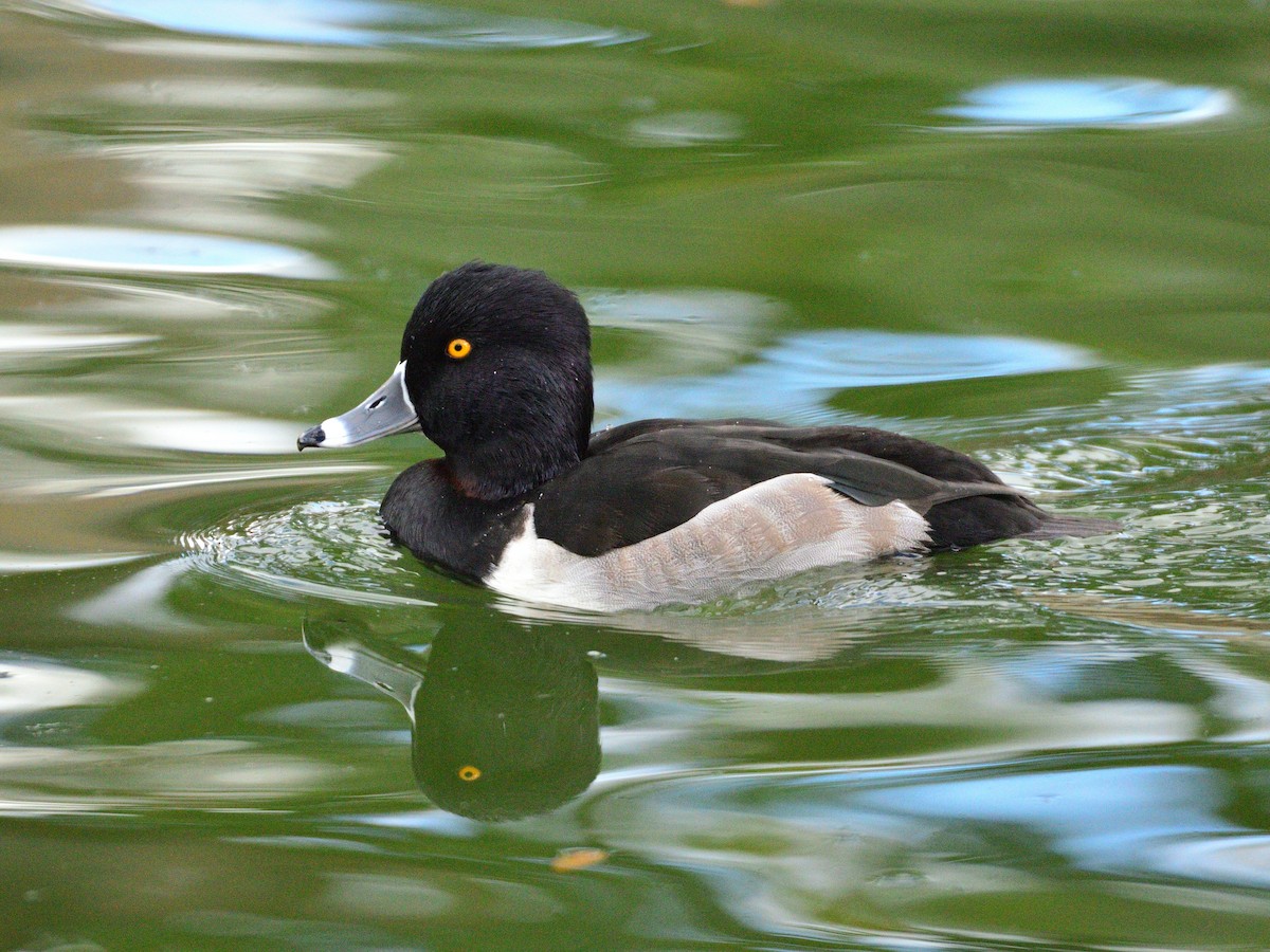 Porrón Acollarado - ML645377476
