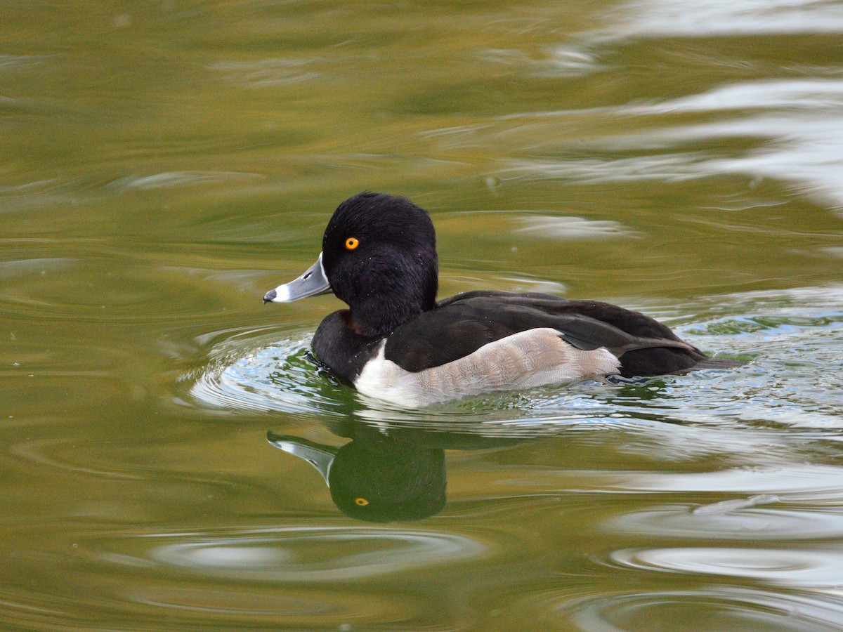 Porrón Acollarado - ML645377477