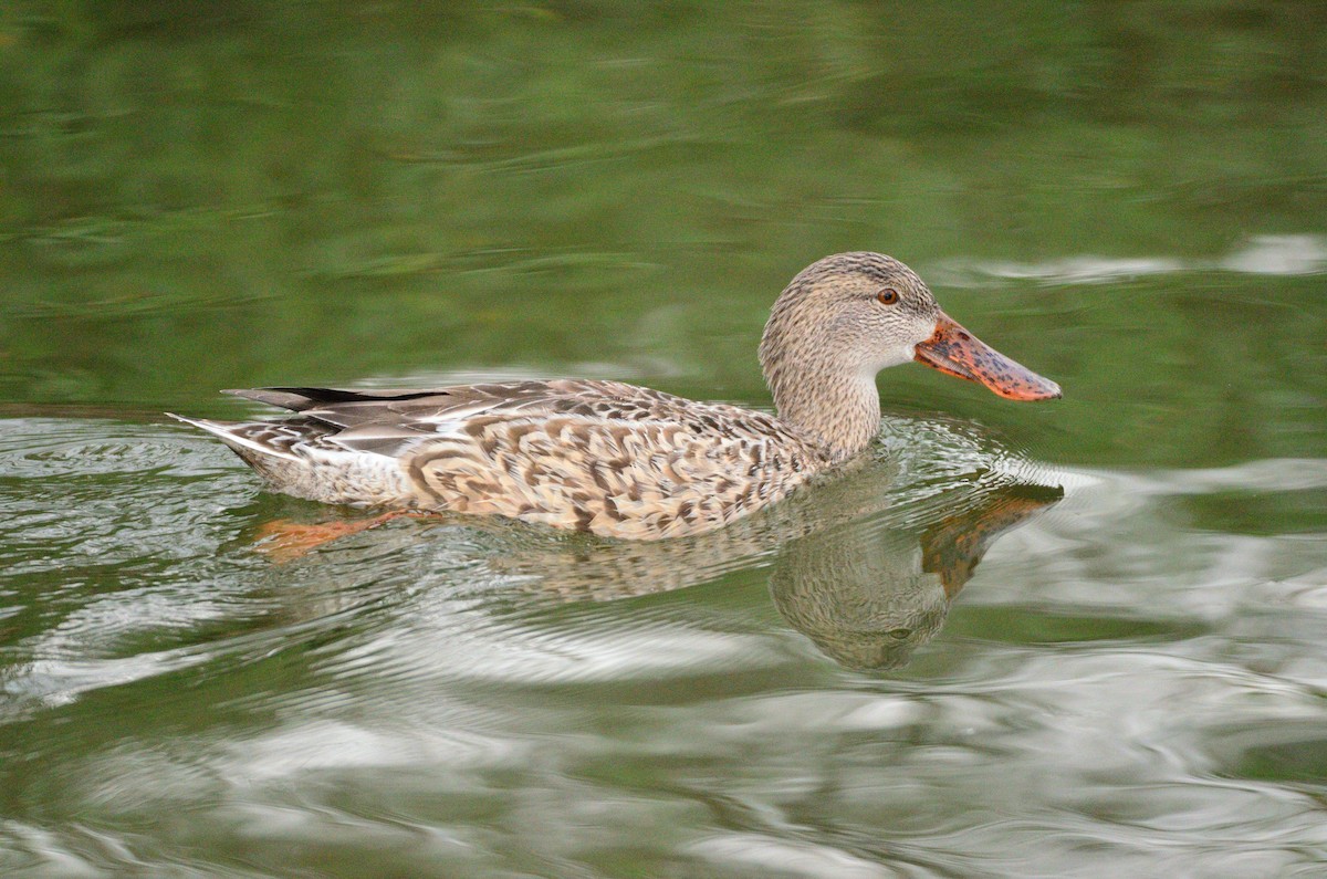 Cuchara Común - ML645377480