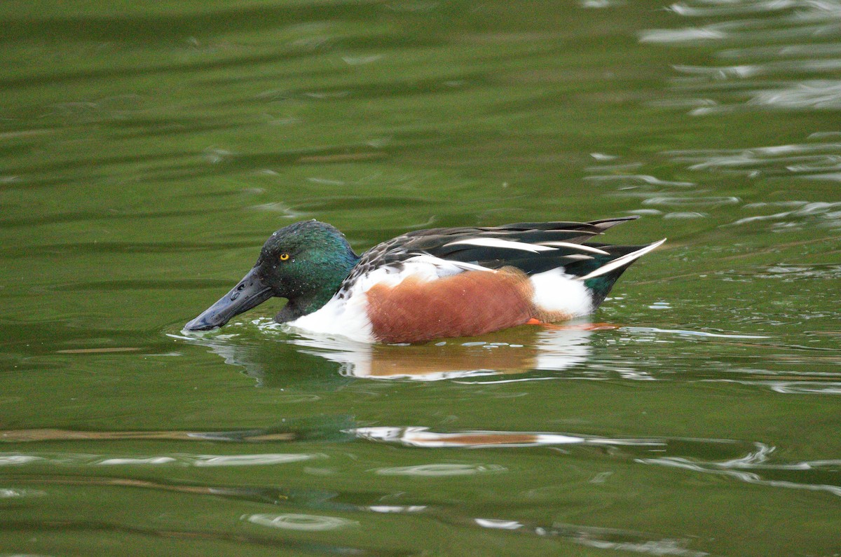 Cuchara Común - ML645377481