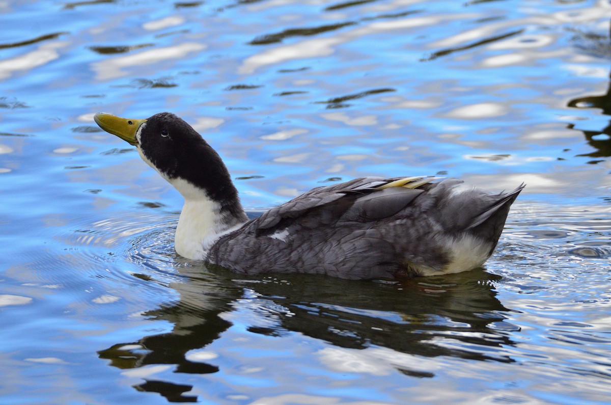 Ánade Azulón (variedad doméstica) - ML645377483