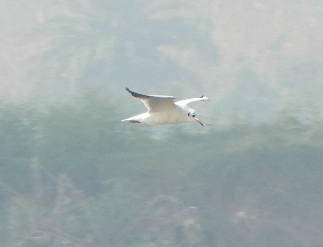 racek chechtavý - ML645377485