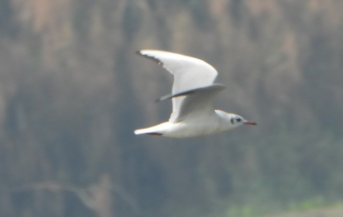 racek chechtavý - ML645377486