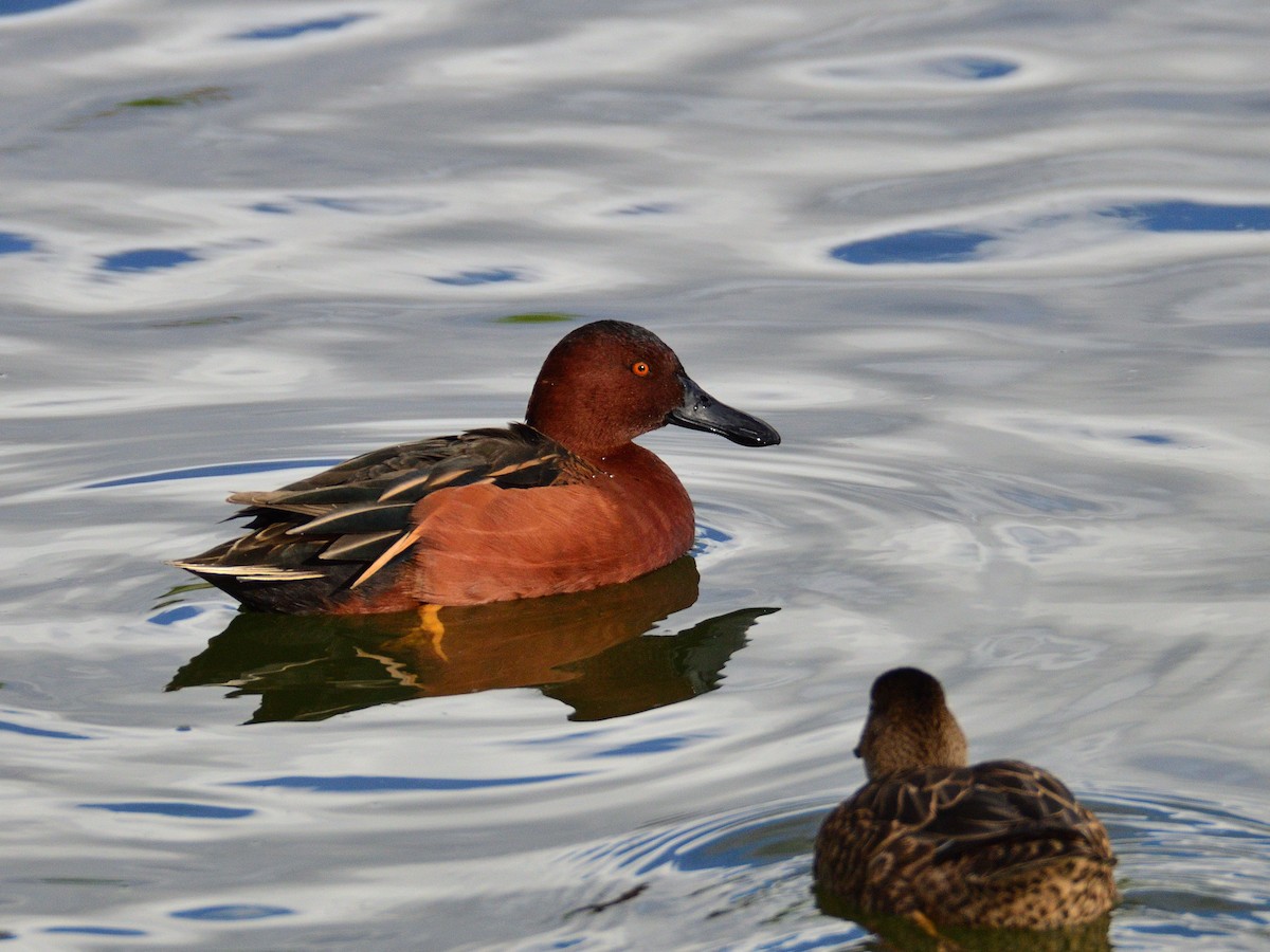 Cerceta Colorada - ML645377487