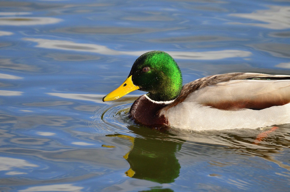 Ánade Azulón - ML645377492