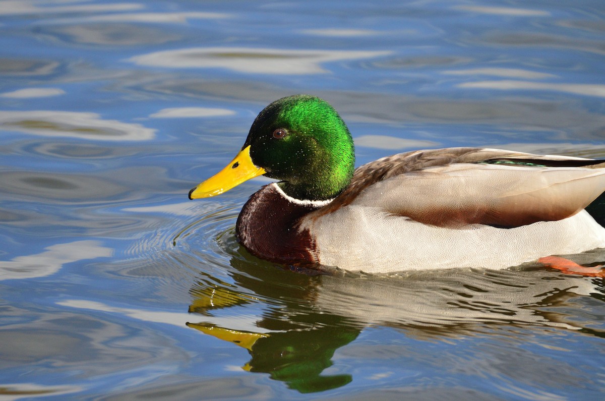 Ánade Azulón - ML645377493