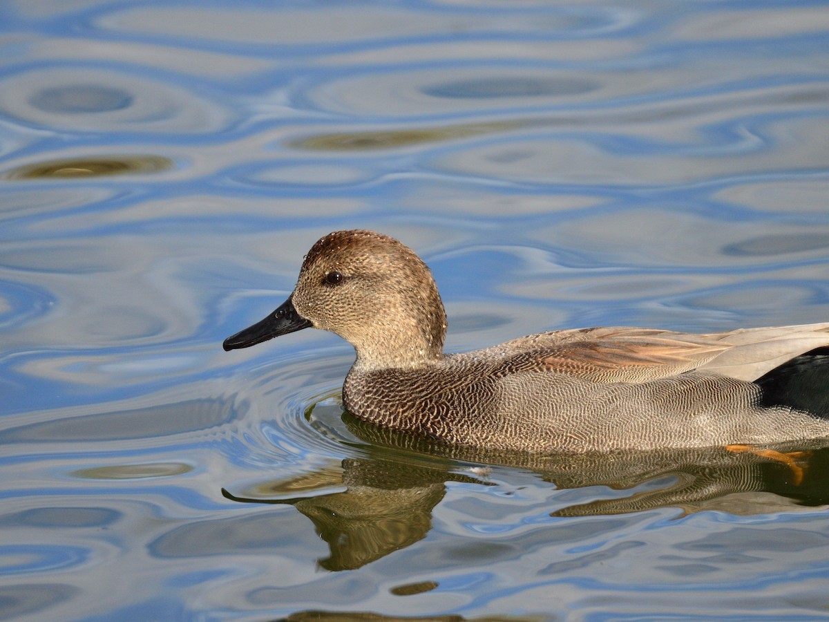 Ánade Friso - ML645377501