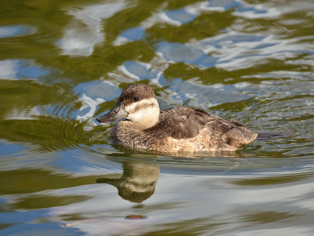 Malvasía Canela - ML645377508