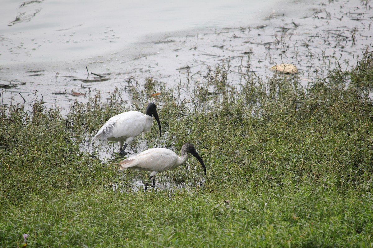 Black-headed Ibis - ML645377509