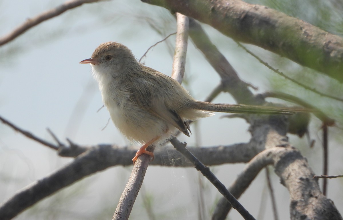 Delicate Prinia - ML645377515