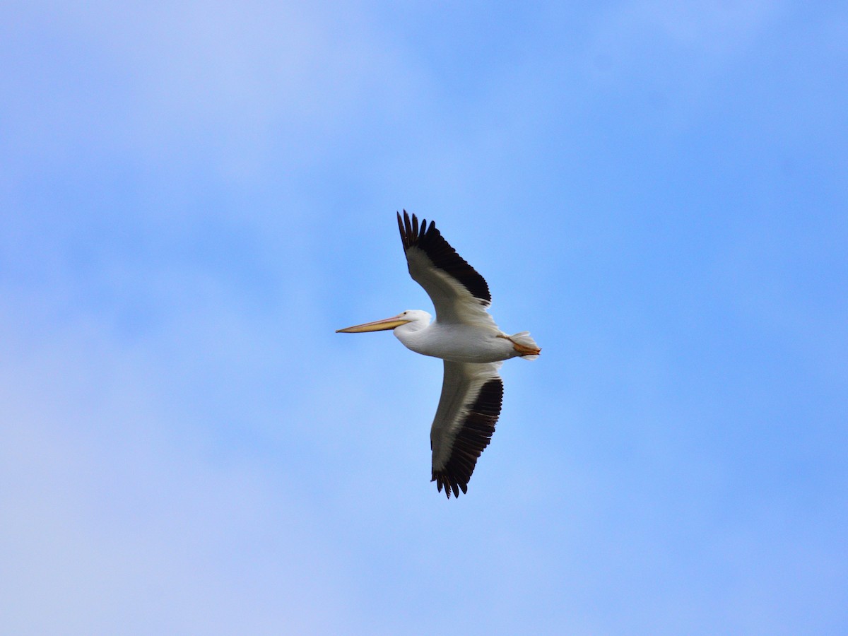 Pelícano Norteamericano - ML645377517