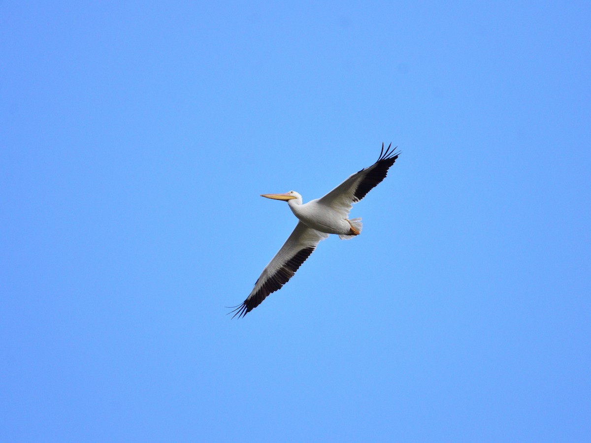 Pelícano Norteamericano - ML645377518