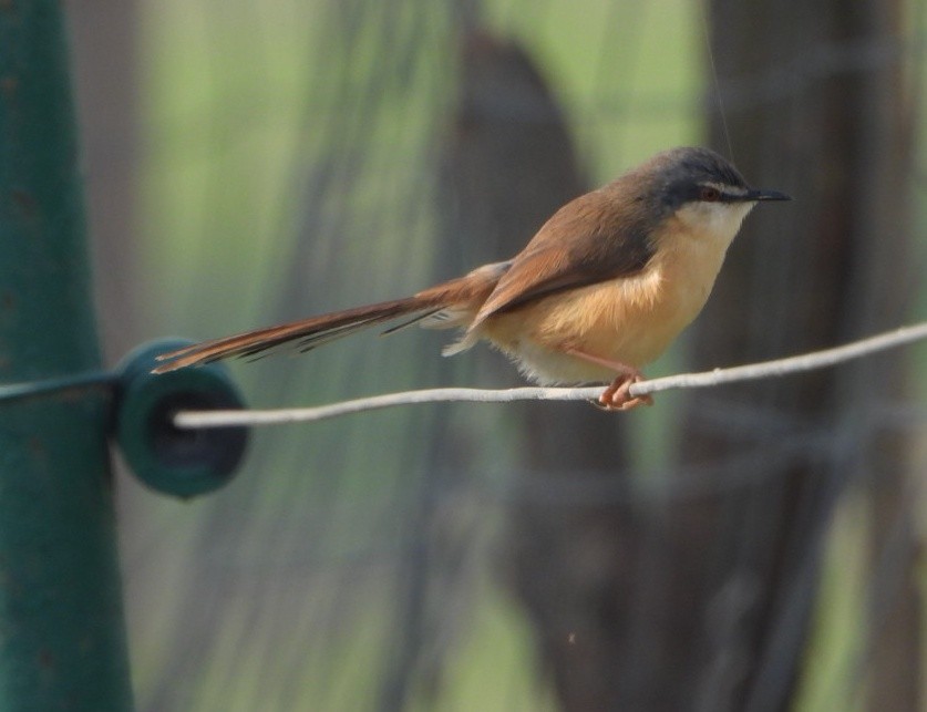 Ashy Prinia - ML645377519