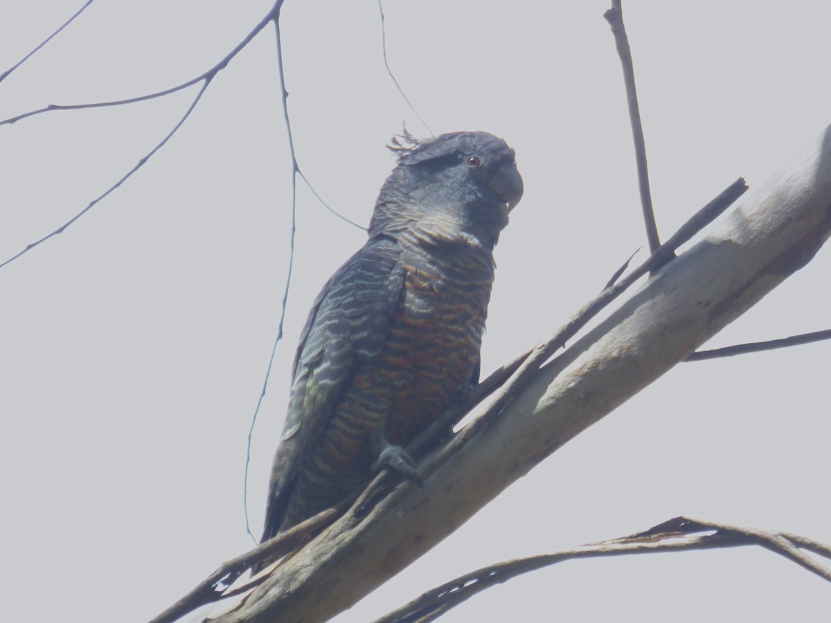 Gang-gang Cockatoo - ML645377520