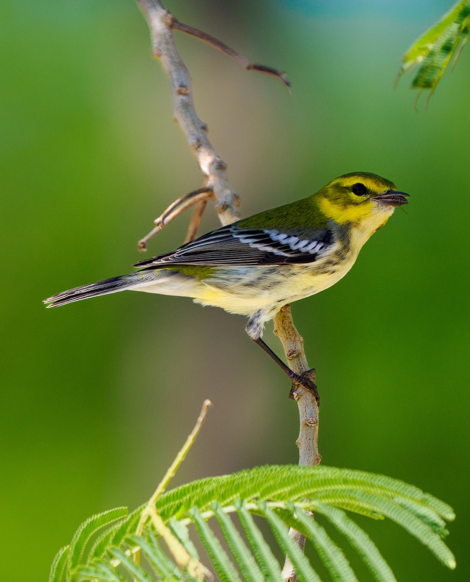 Black-throated Green Warbler - ML645377523