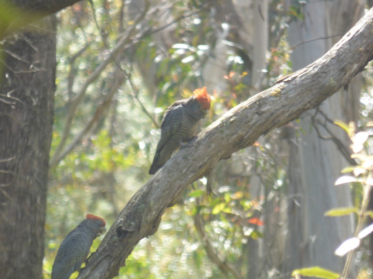 Какаду червоноголовий - ML645377524