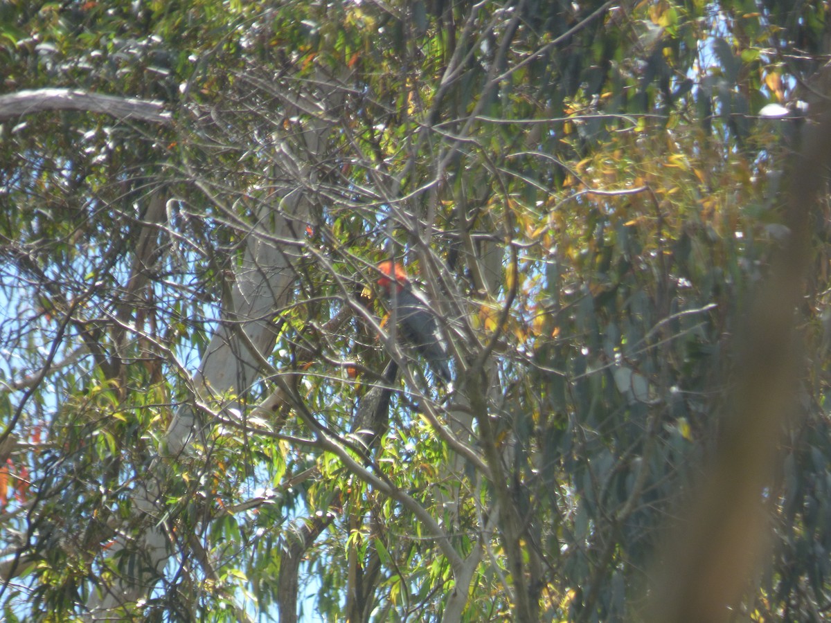 Какаду червоноголовий - ML645377528