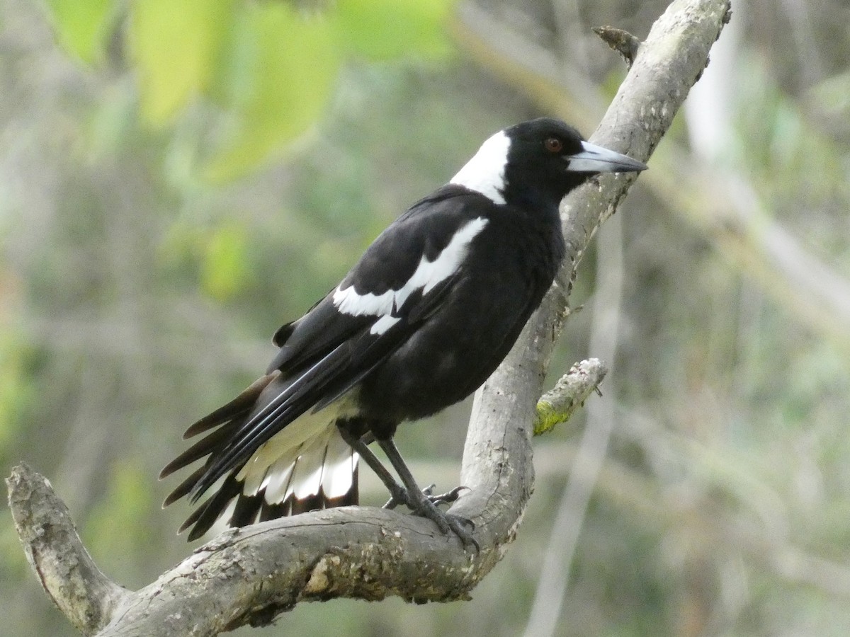 Australian Magpie - ML645377535