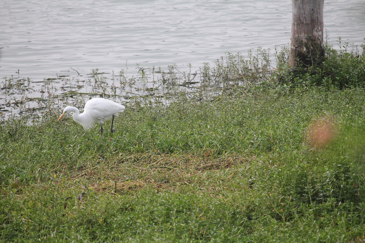 Medium Egret - ML645377536
