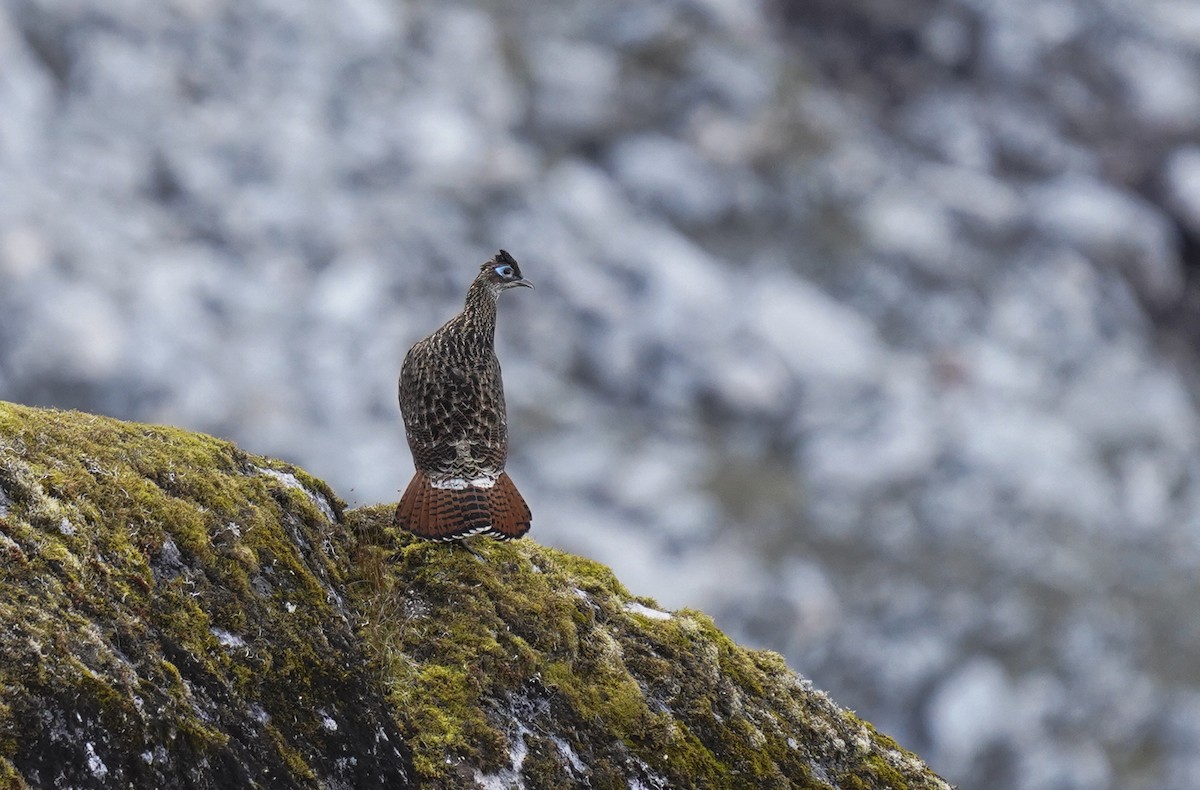 Himalayan Monal - ML645377537