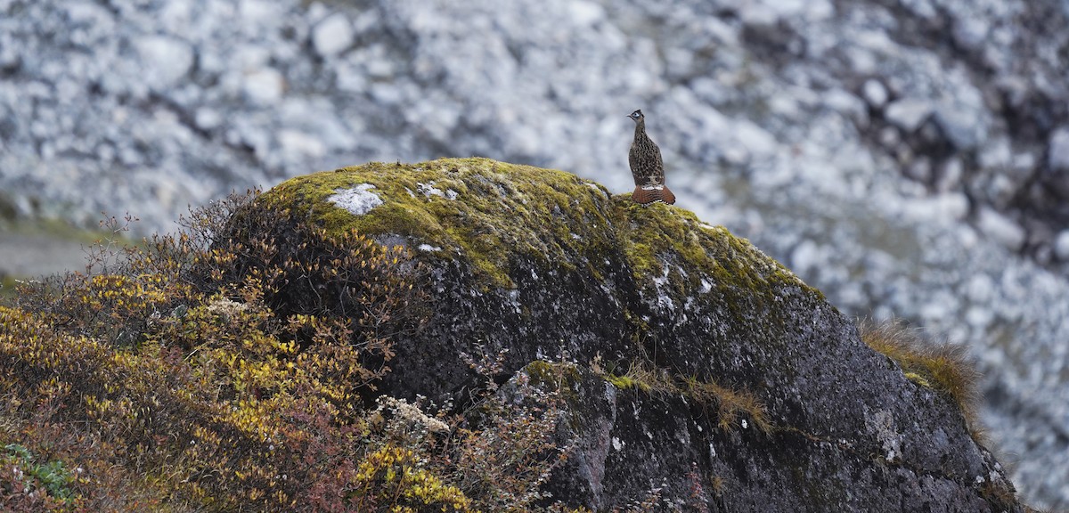 Himalayan Monal - ML645377538