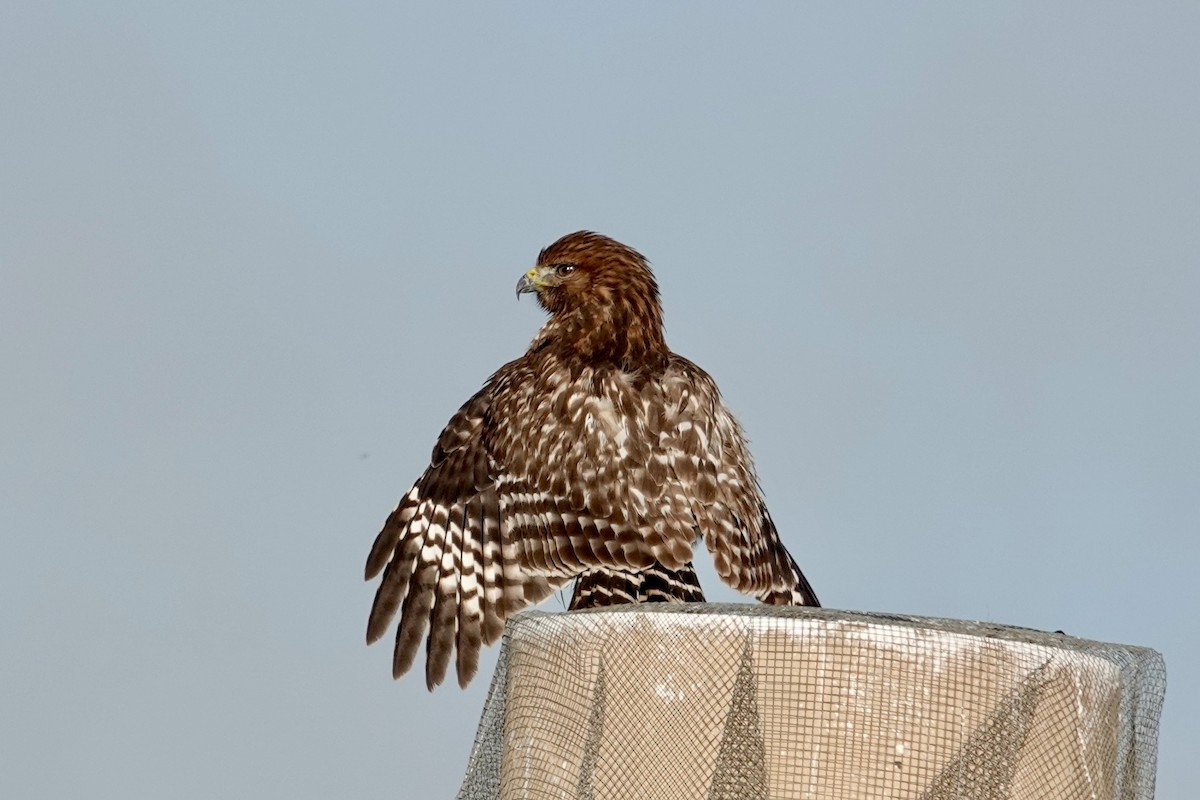 Red-shouldered Hawk - ML645377539