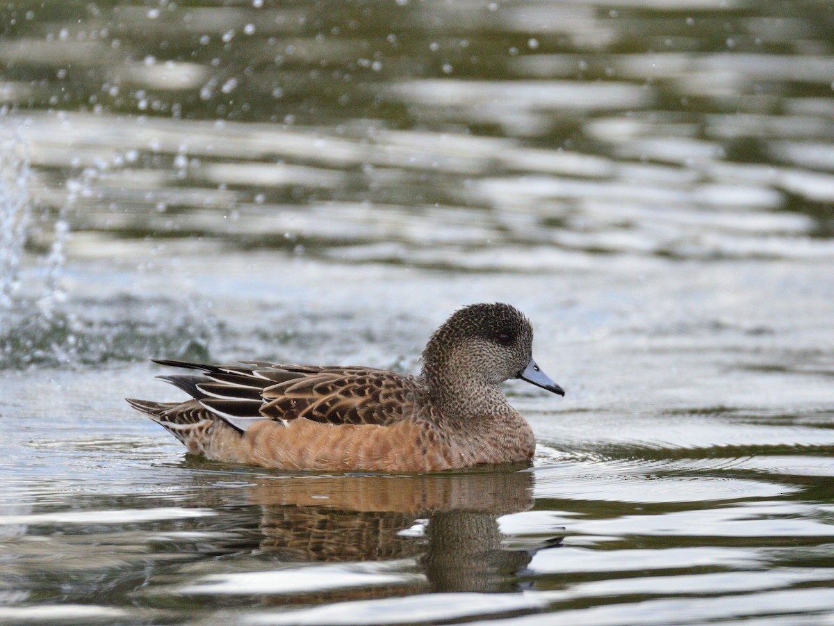 Silbón Americano - ML645377540