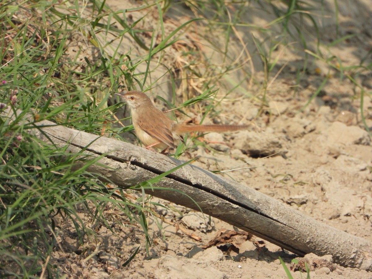 Plain Prinia - ML645377541