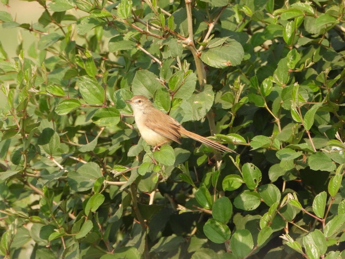 Plain Prinia - ML645377542