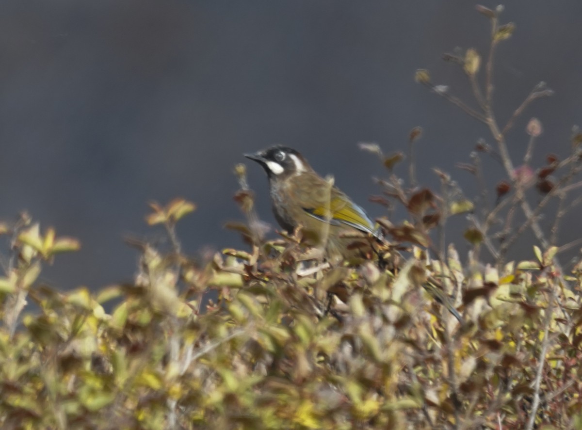 Black-faced Laughingthrush - ML645377546