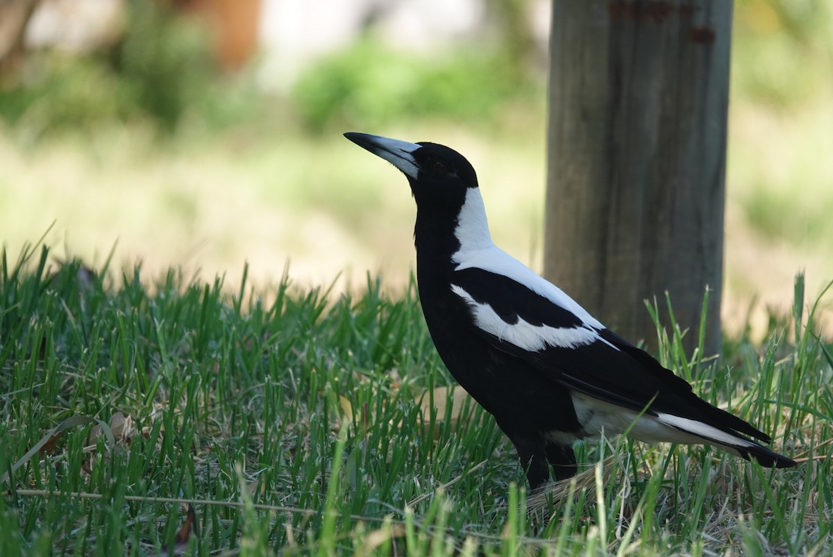 Australian Magpie (Western) - ML645377547