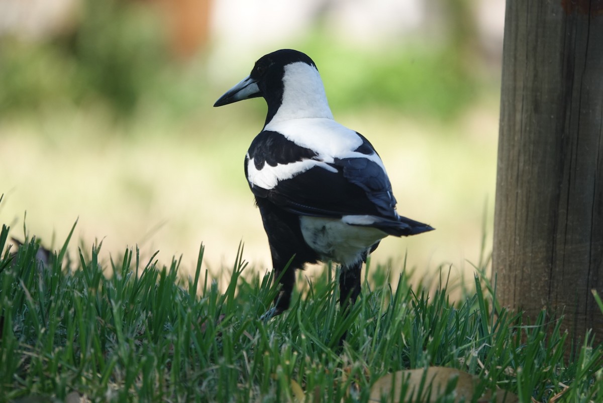 Australian Magpie (Western) - ML645377548