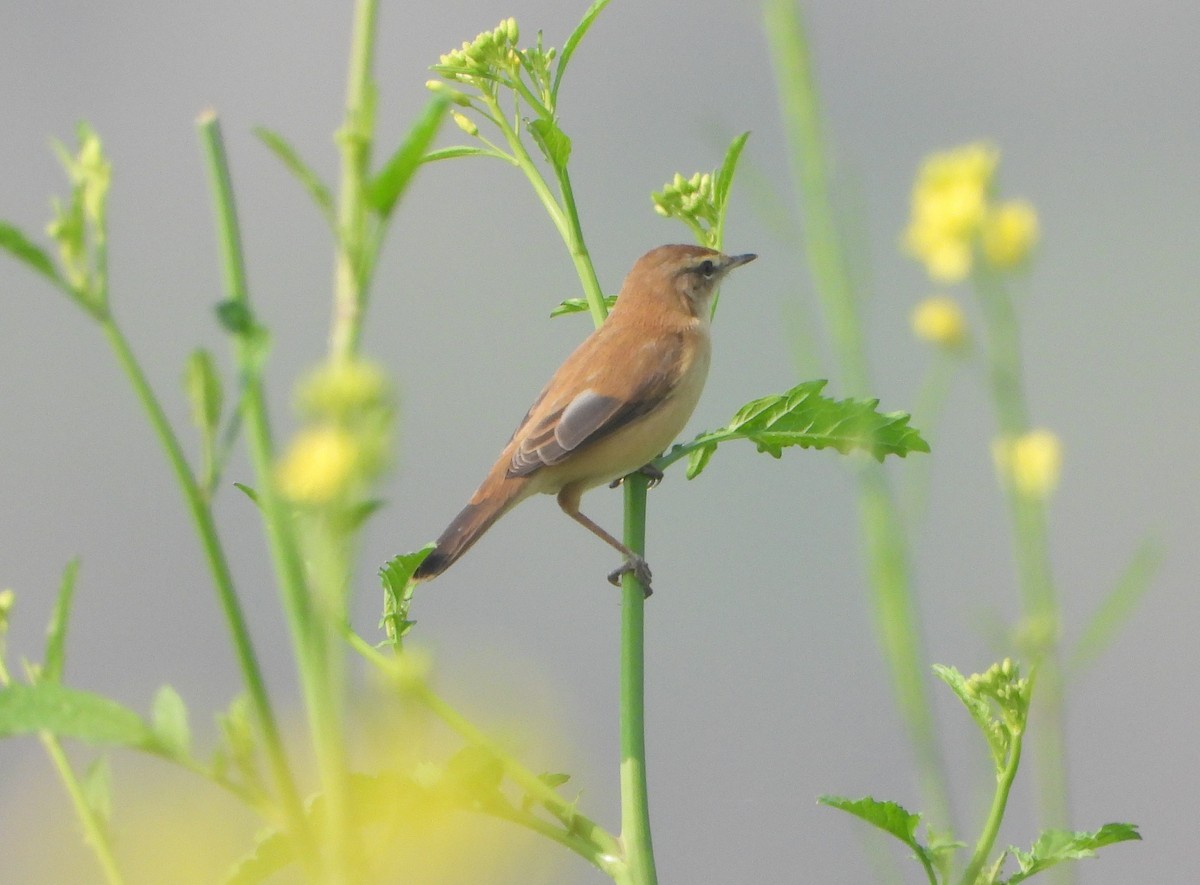 Paddyfield Warbler - ML645377549