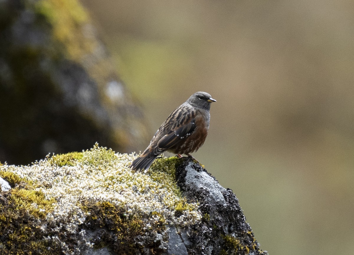 Alpine Accentor - ML645377550