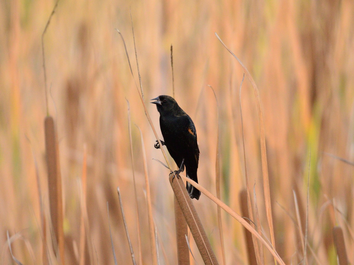 Sargento Alirrojo - ML645377551