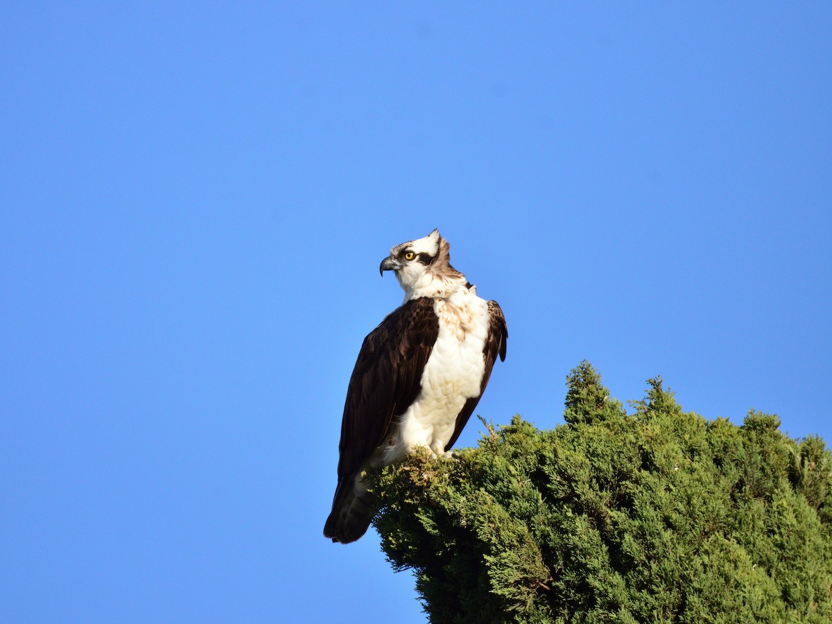 Águila Pescadora (americana) - ML645377552