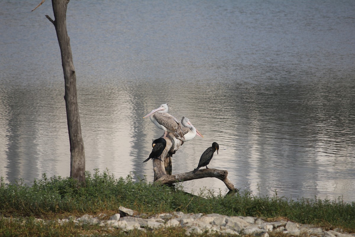 Spot-billed Pelican - ML645377553