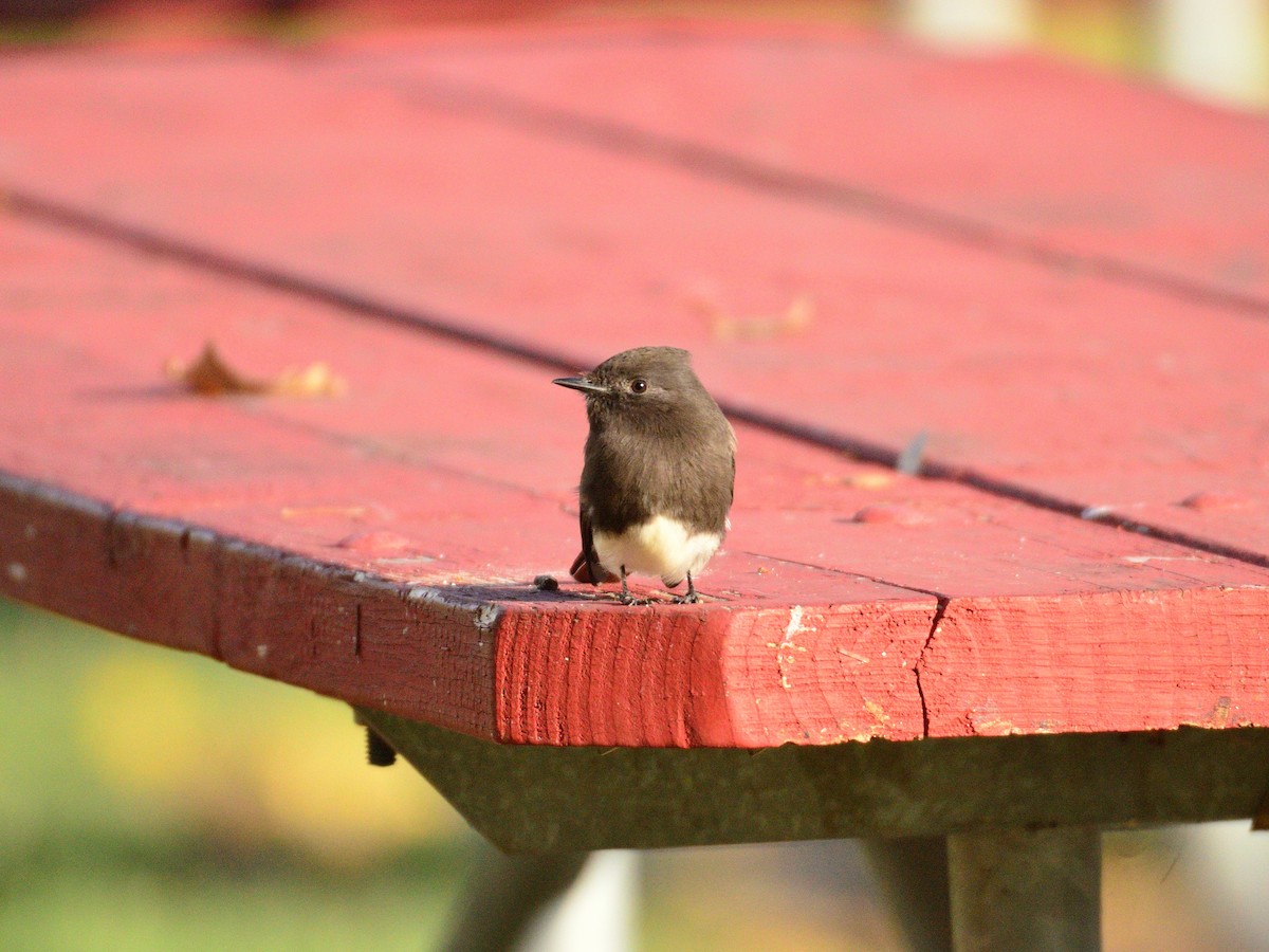 Mosquero Negro (grupo nigricans) - ML645377554