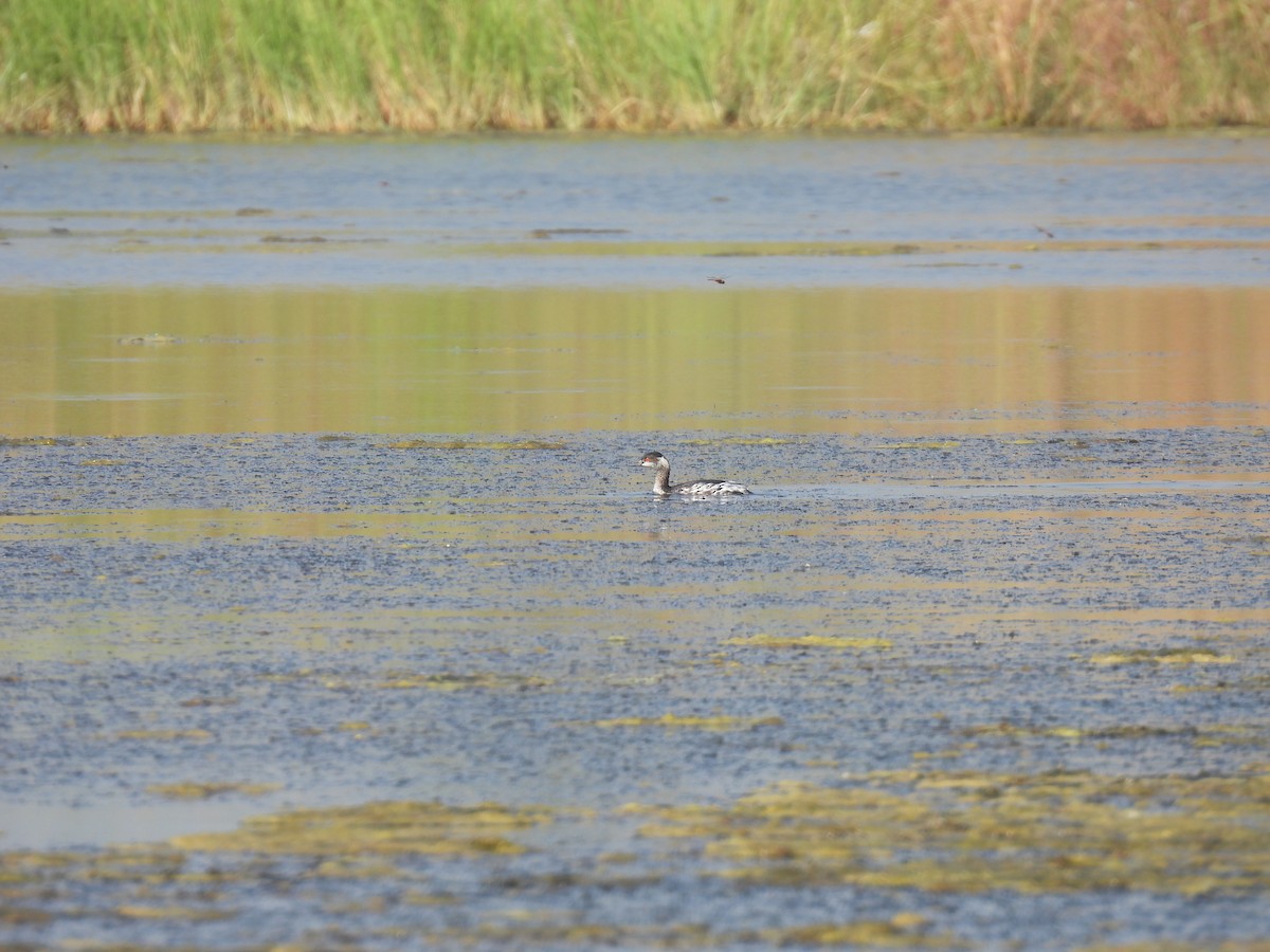 Eared Grebe - ML645377555