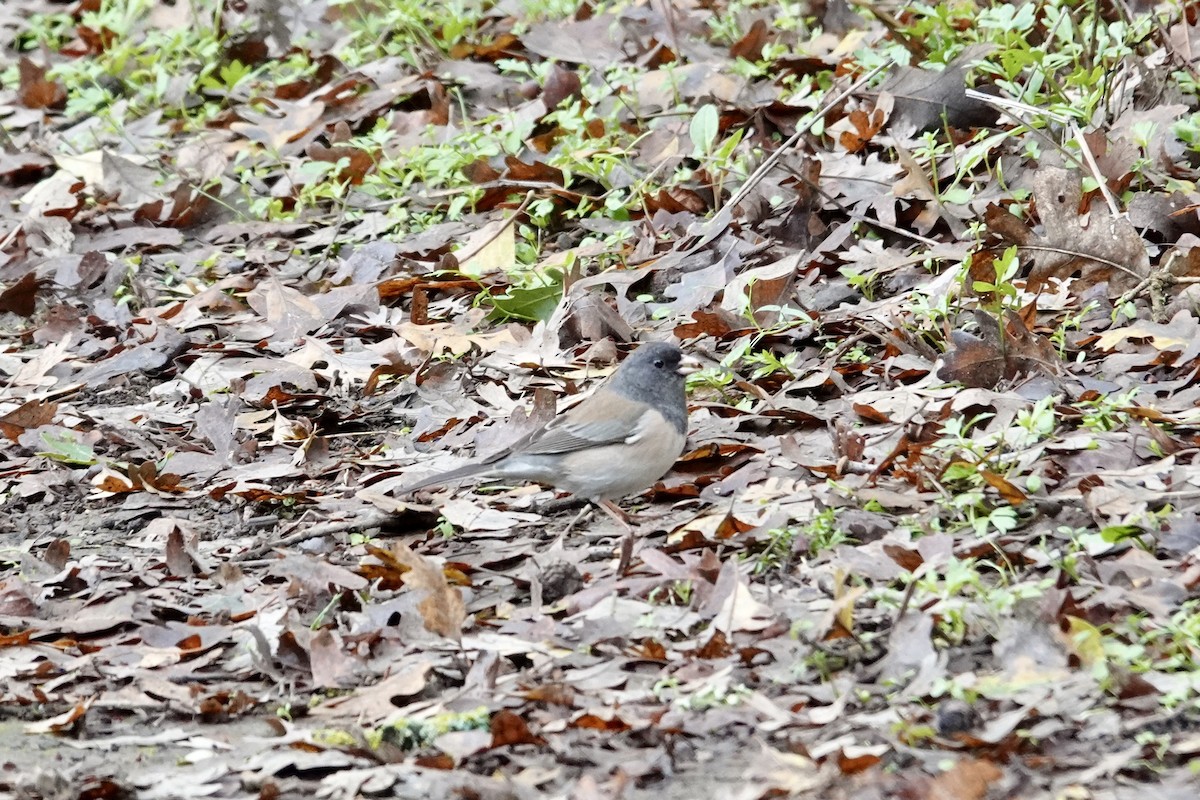 Dark-eyed Junco - ML645377556