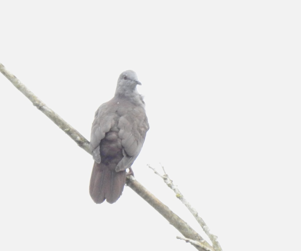 Dusky Pigeon - ML645377557