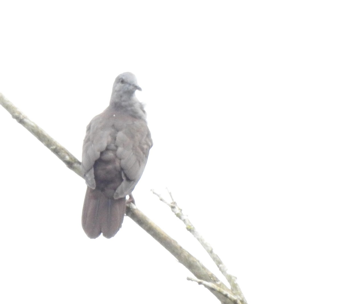 Dusky Pigeon - ML645377558