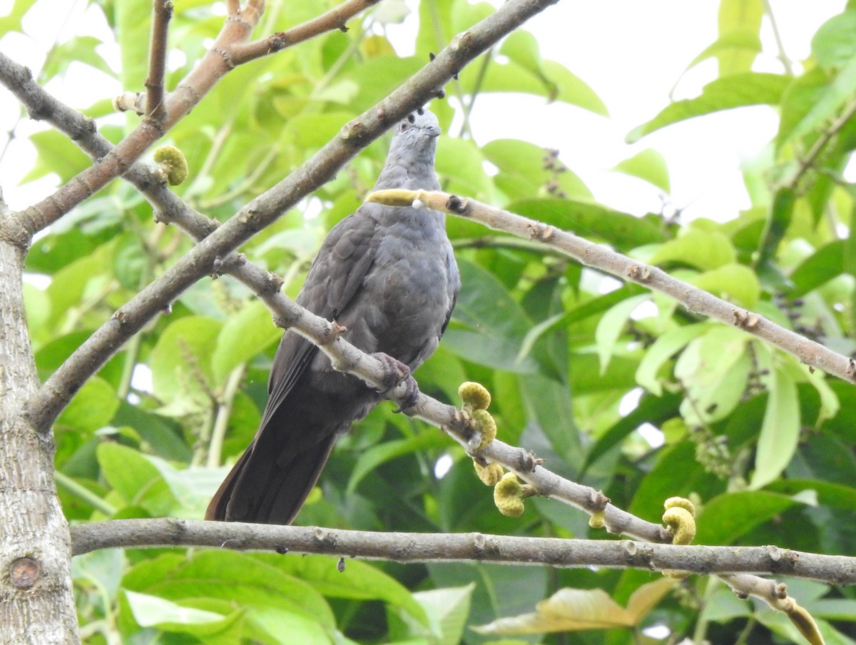 Dusky Pigeon - ML645377559