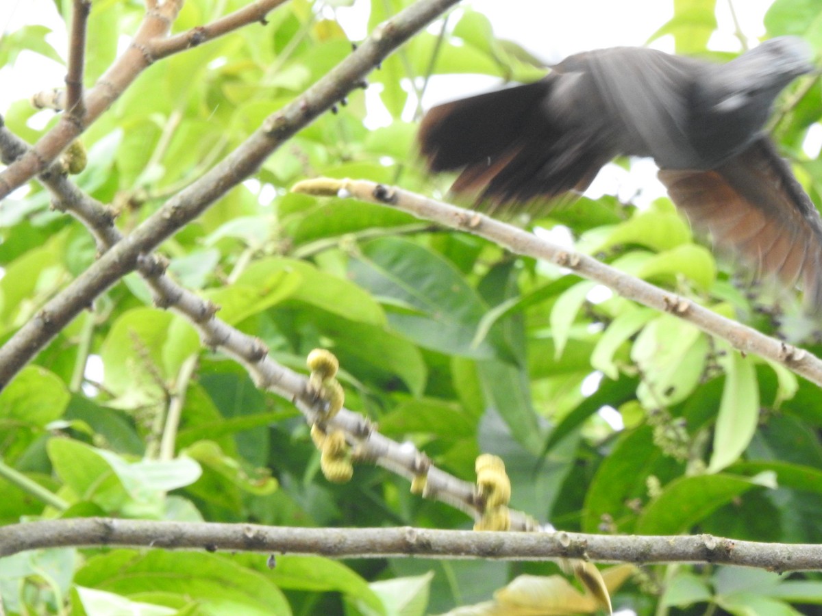 Dusky Pigeon - ML645377560