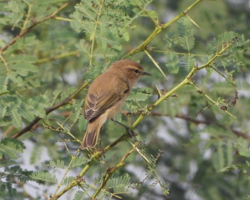 Common Chiffchaff - ML645377563