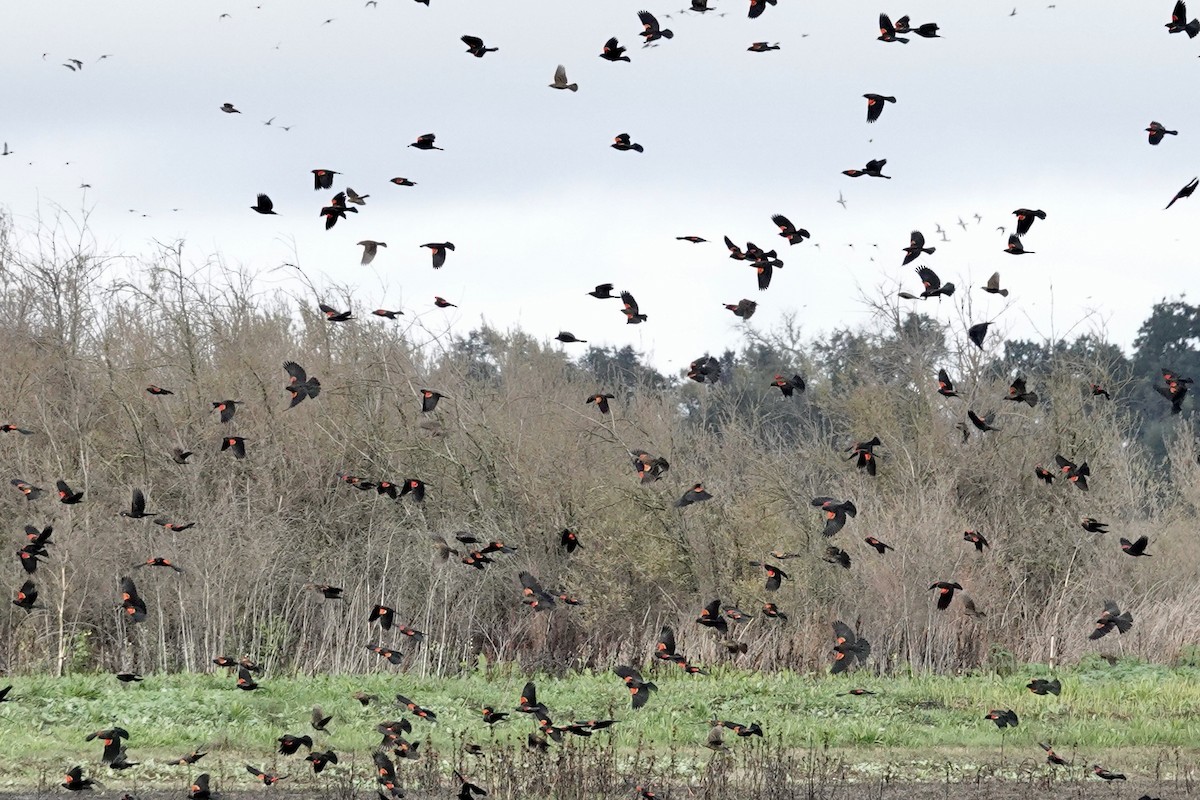 Red-winged Blackbird - ML645377564