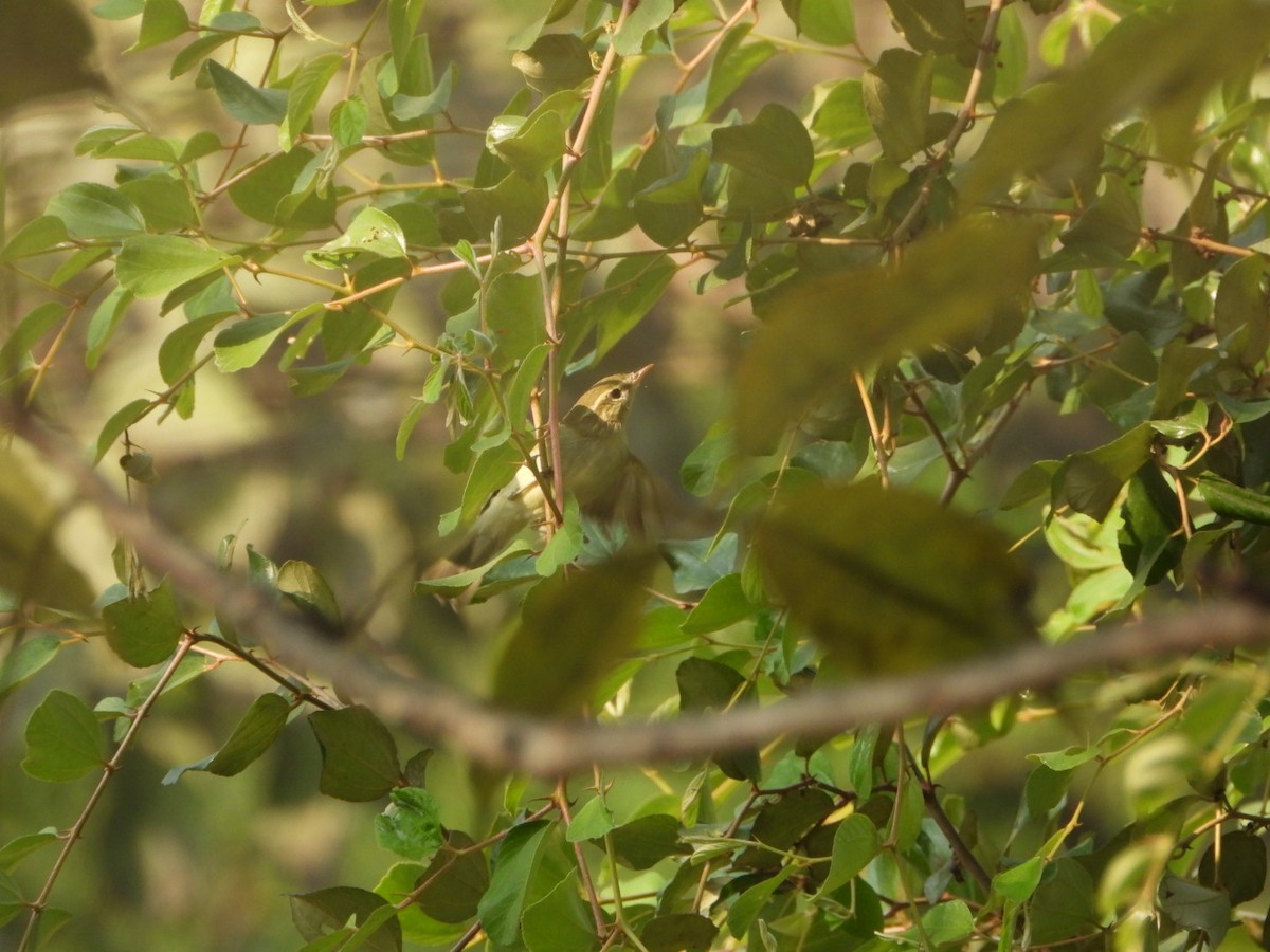 Greenish Warbler - ML645377566