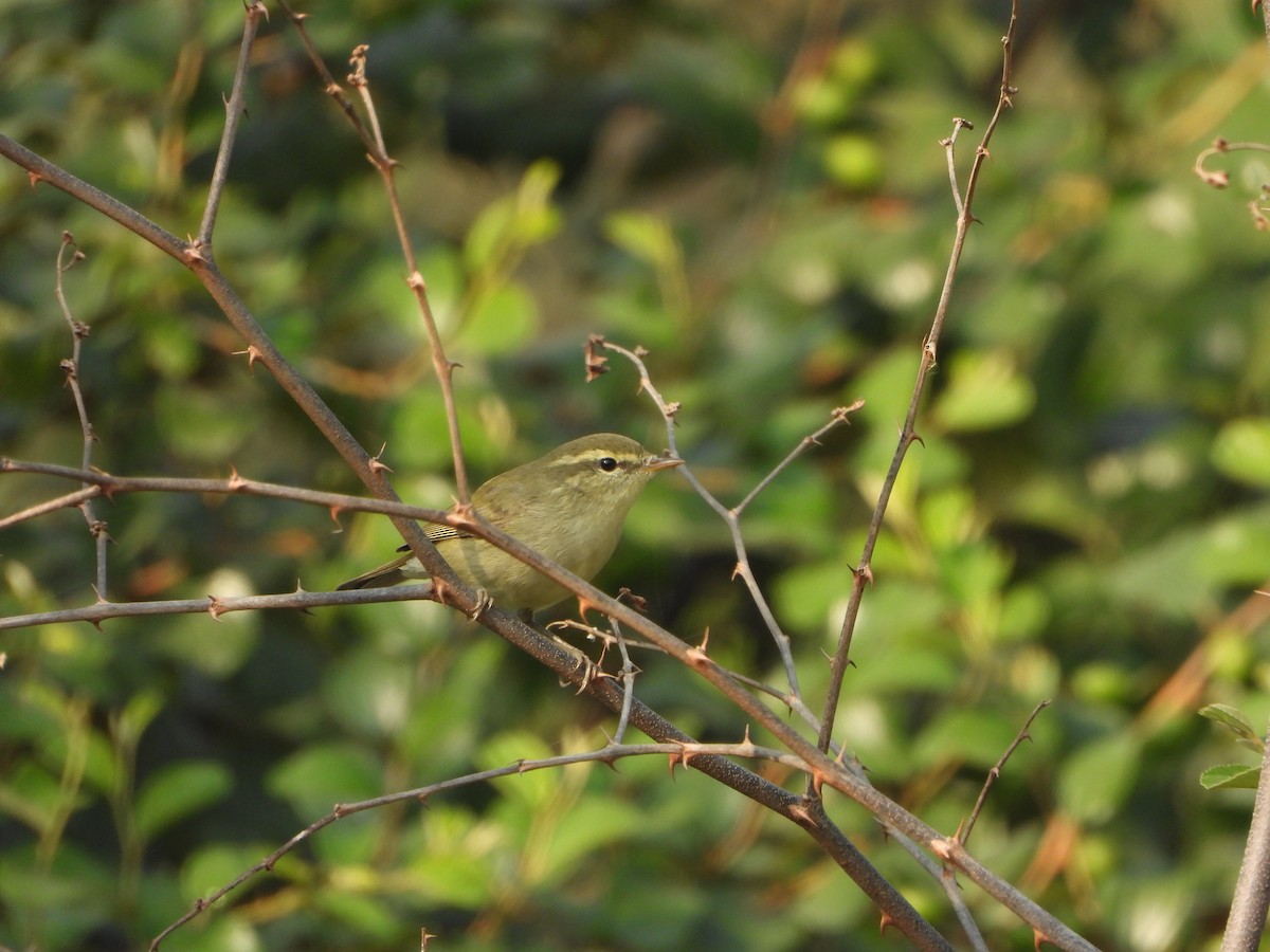 budníček zelený - ML645377567